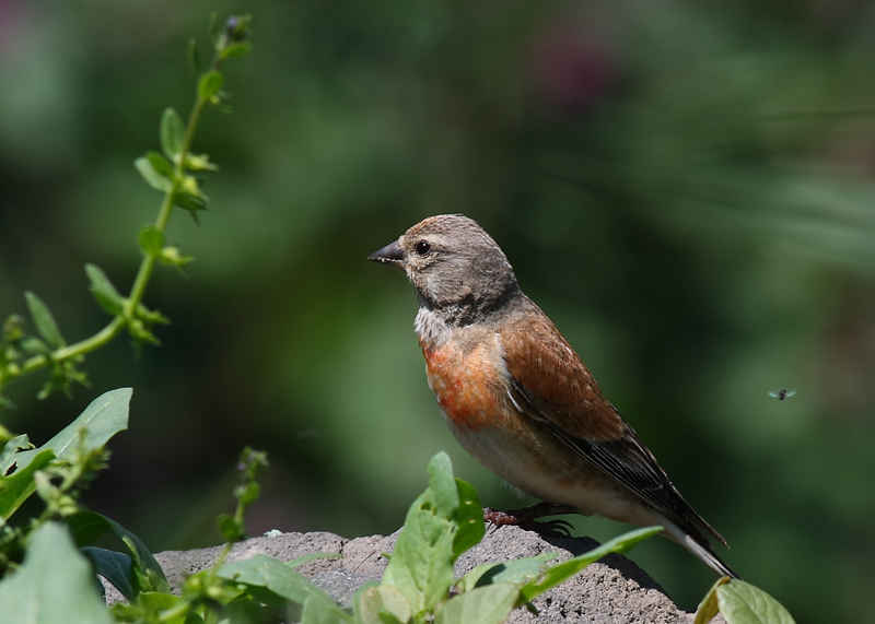 Common Linnet