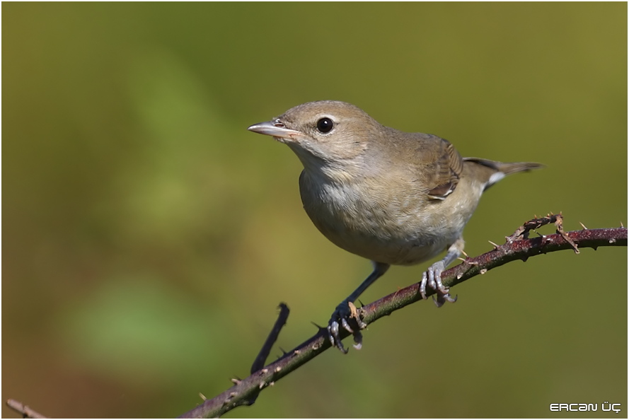 Garden Warbler
