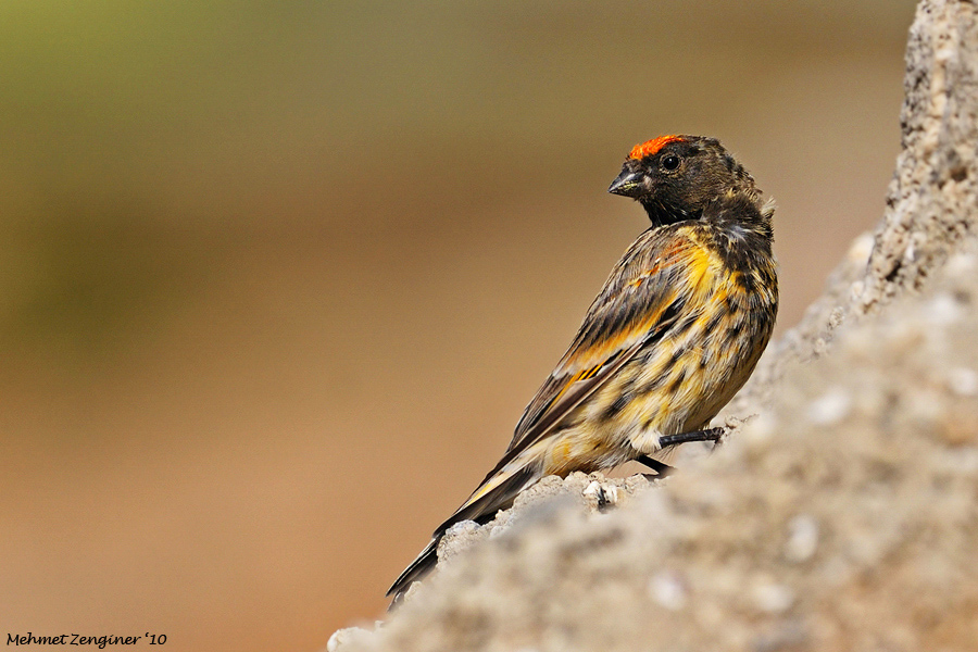 Red-fronted Serin