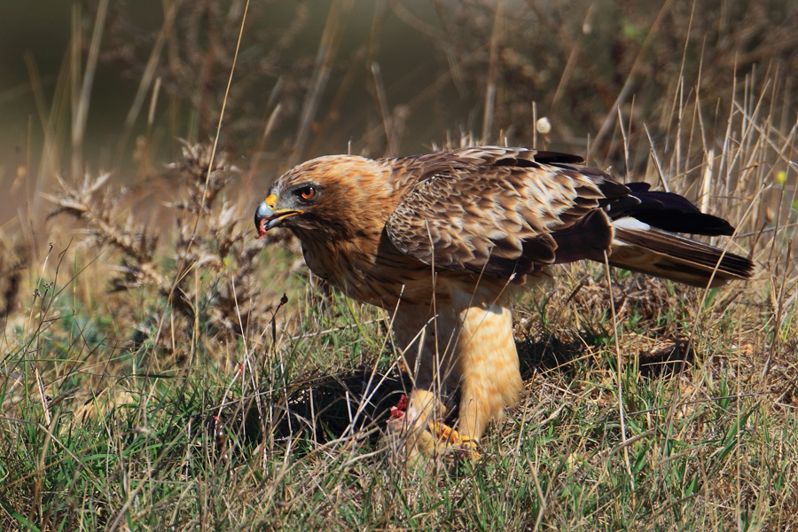 Booted Eagle