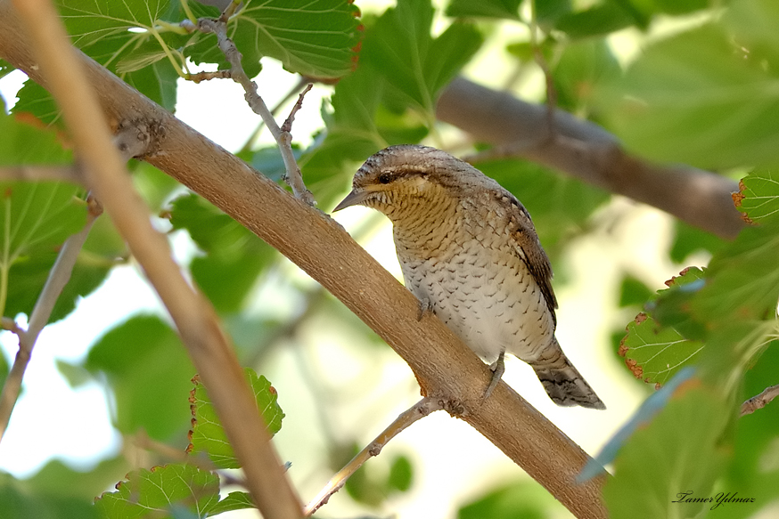 Eurasian Wryneck