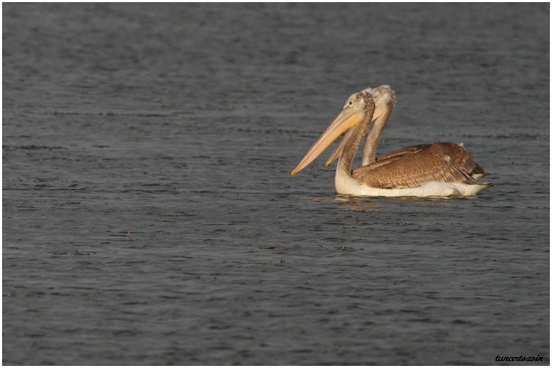 Great White Pelican
