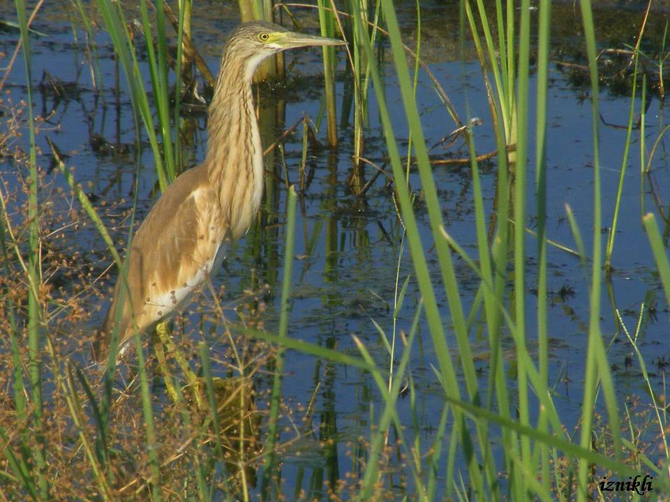 Squacco Heron
