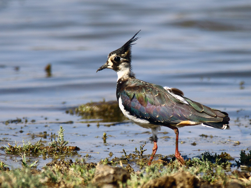 Northern Lapwing