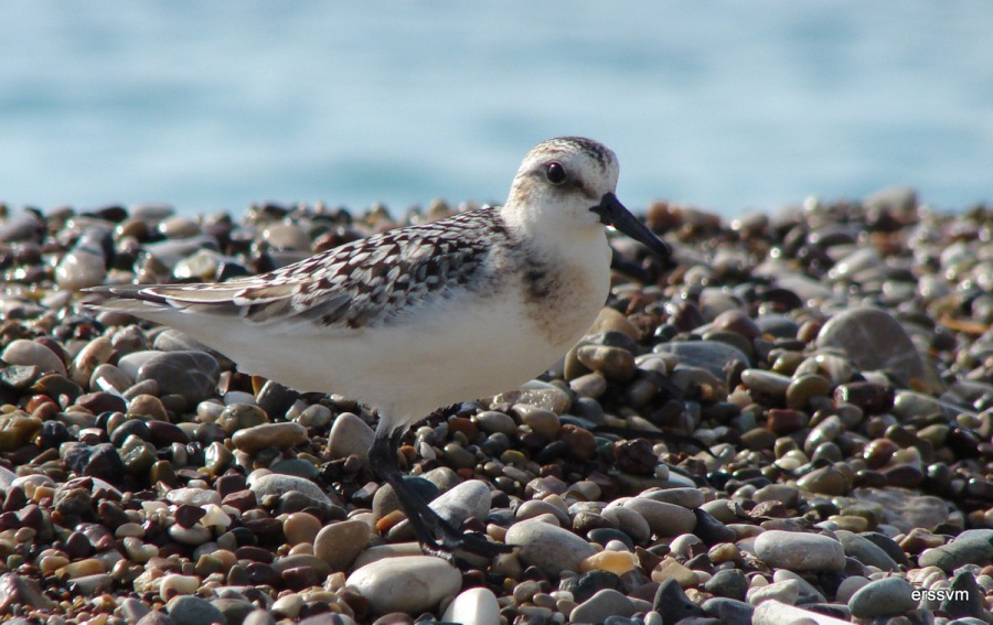 Sanderling