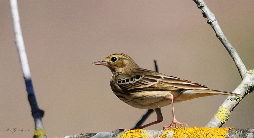 Tree Pipit