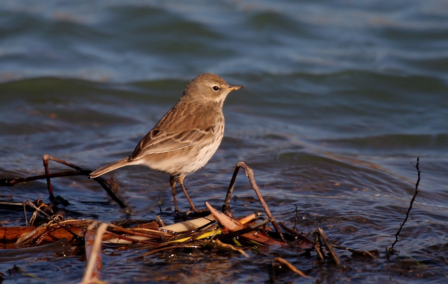 Water Pipit