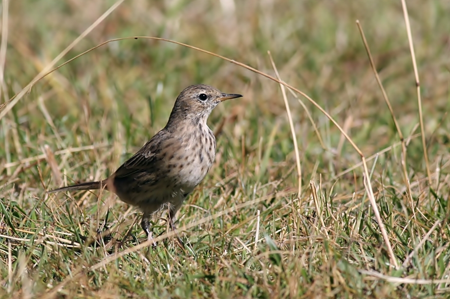 Water Pipit