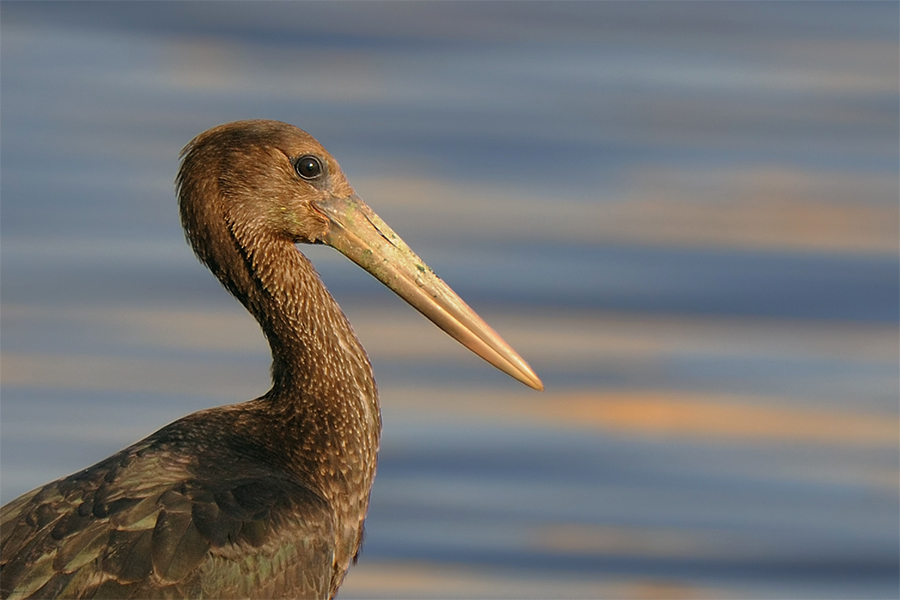 Black Stork
