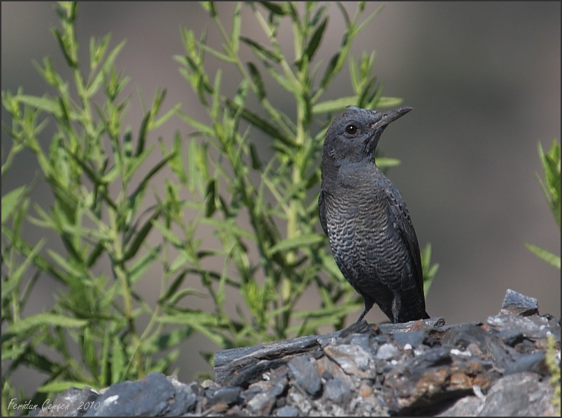 Blue Rock Thrush