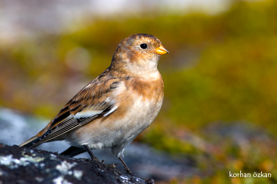 Snow Bunting