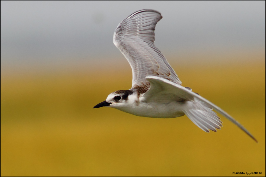 Whiskered Tern