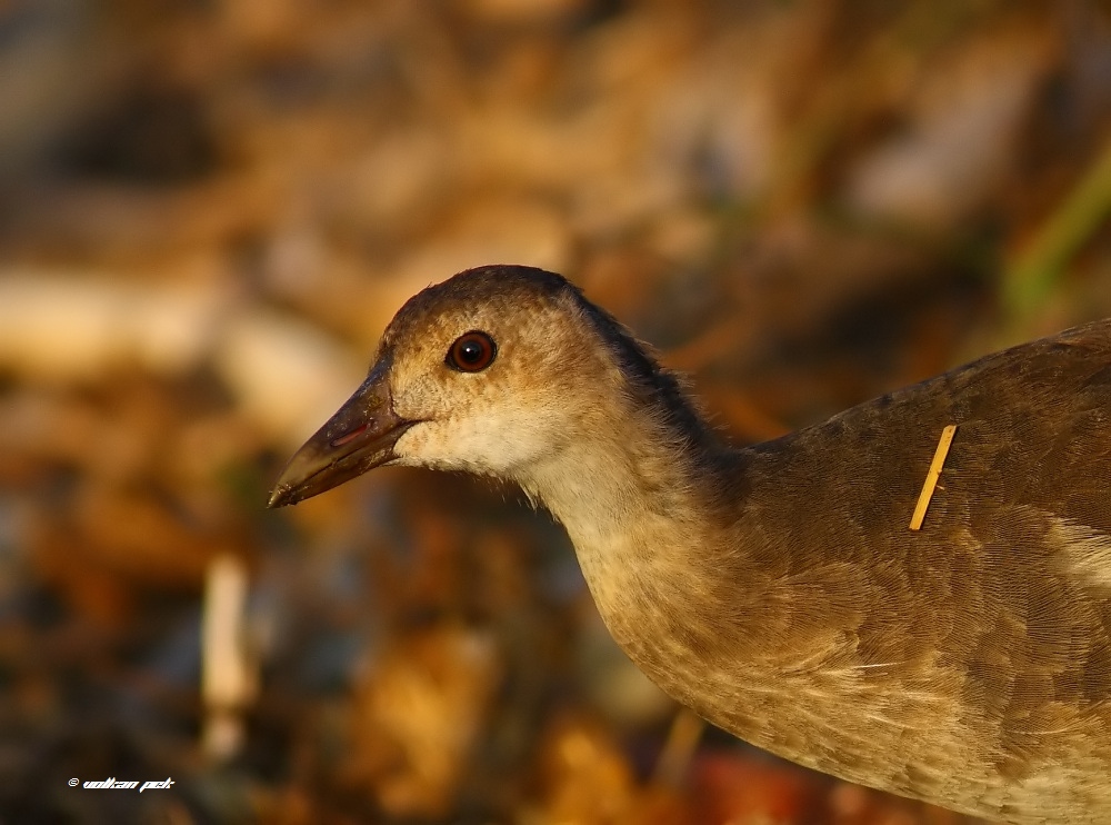 Common Moorhen