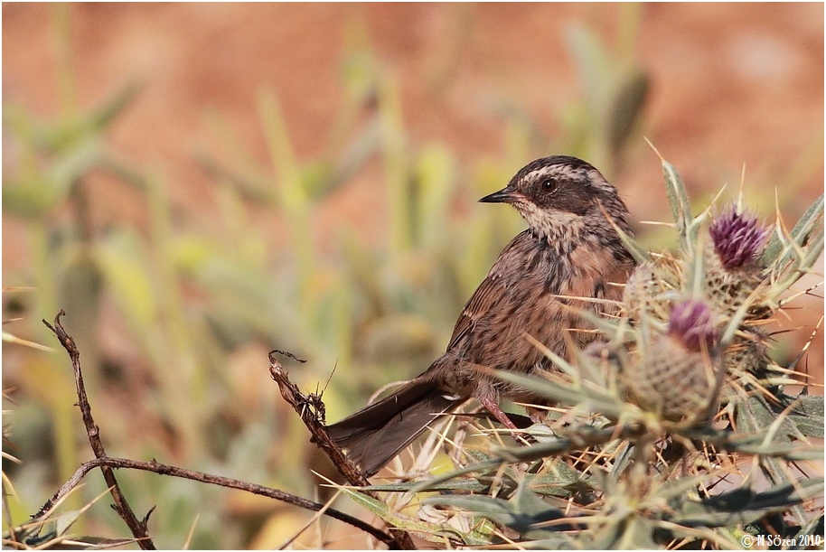 Radde`s Accentor