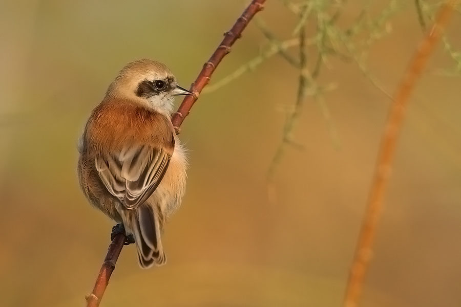 Eurasian Penduline Tit