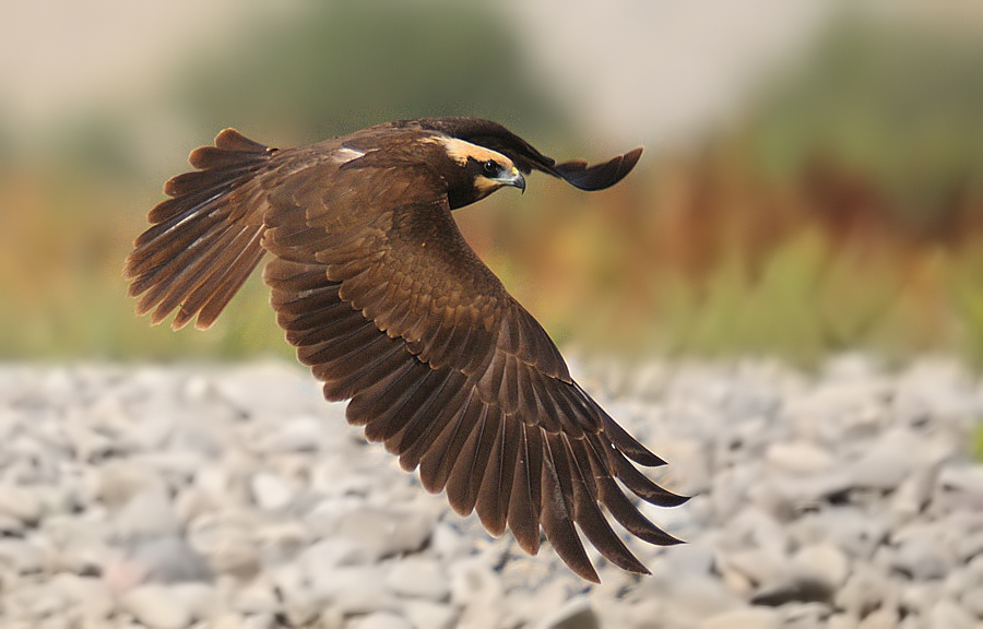 Western Marsh Harrier
