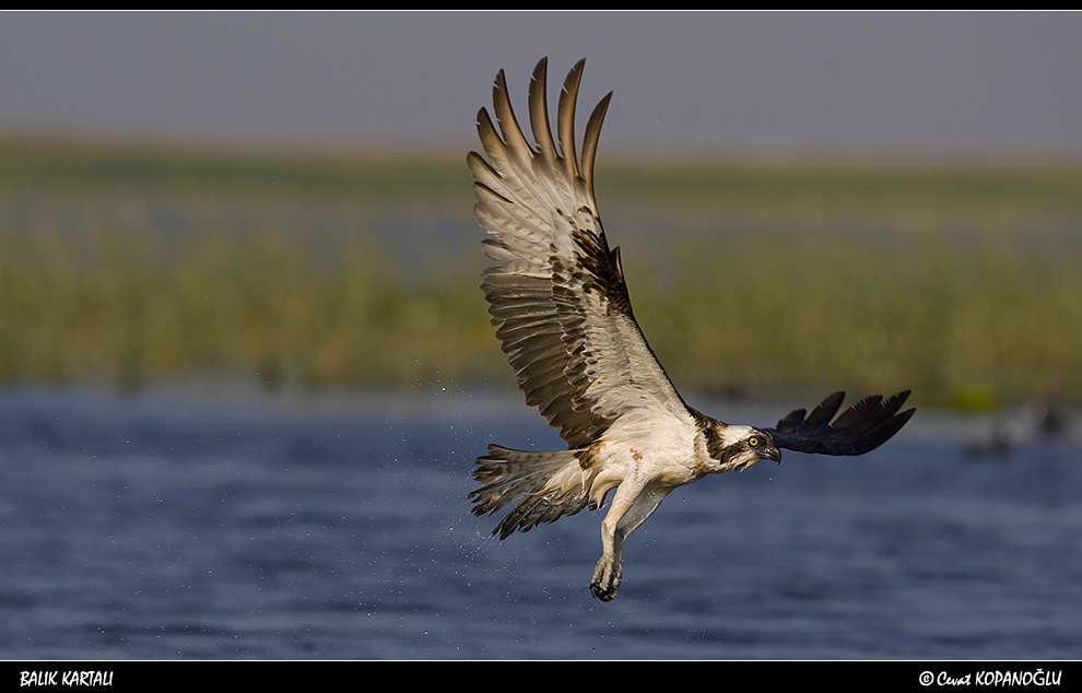 Osprey