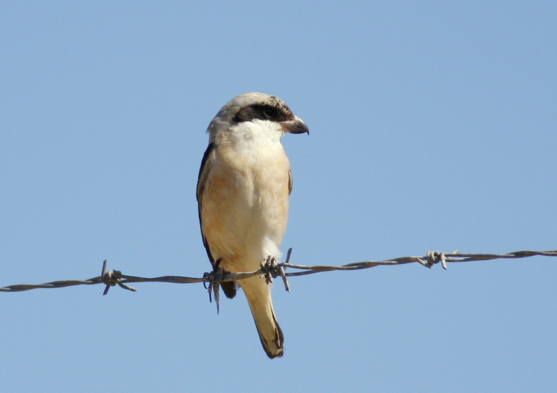 Lesser Grey Shrike