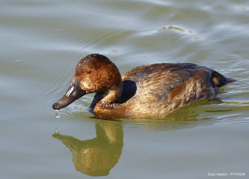 Common Pochard