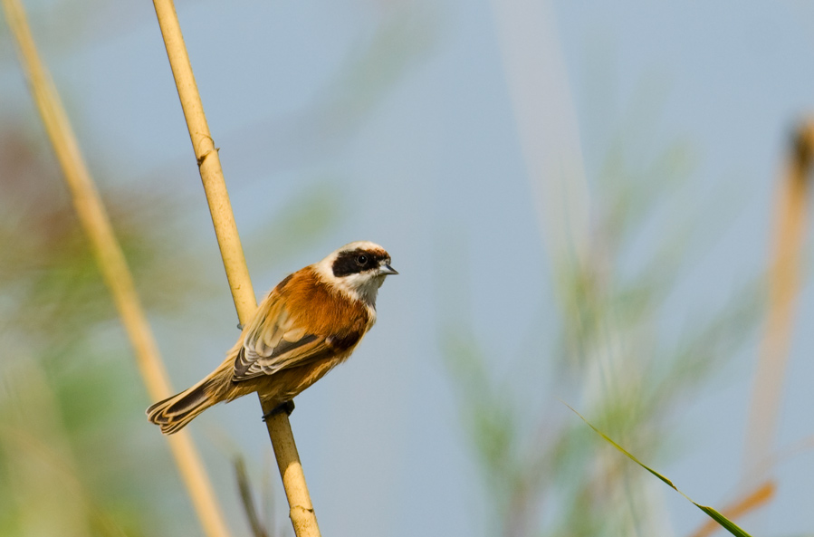 Eurasian Penduline Tit