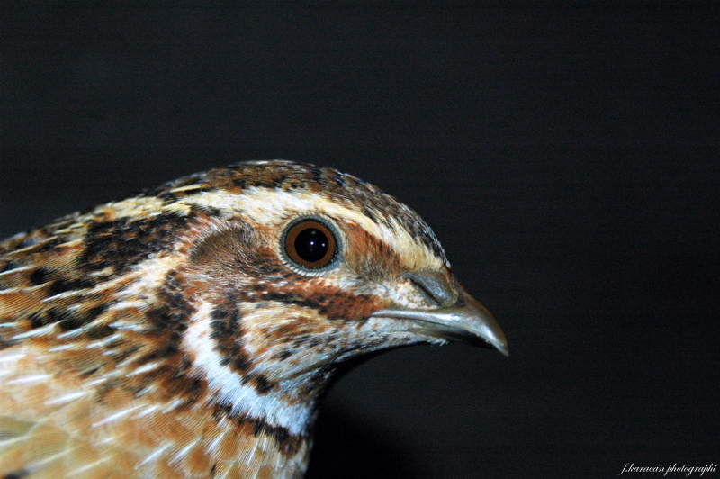Common Quail
