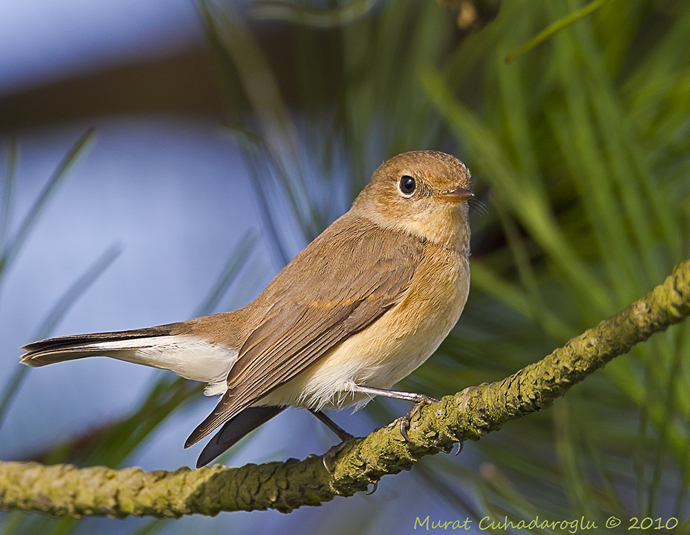 Red-breasted Flycatcher