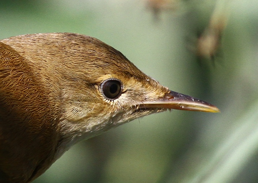 Common Reed Warbler