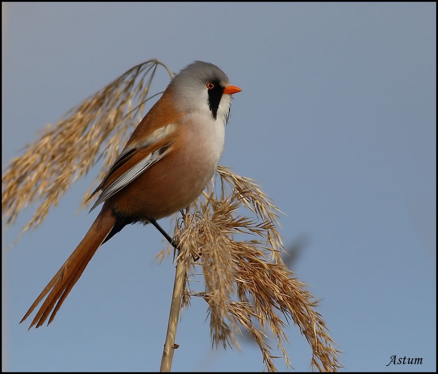 Bearded Reedling
