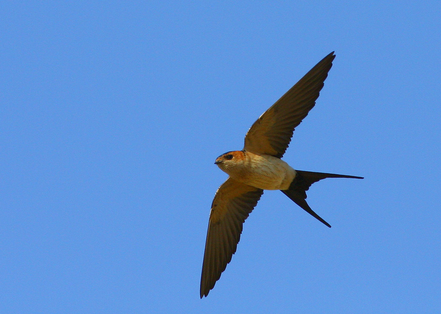 European Red-rumped Swallow
