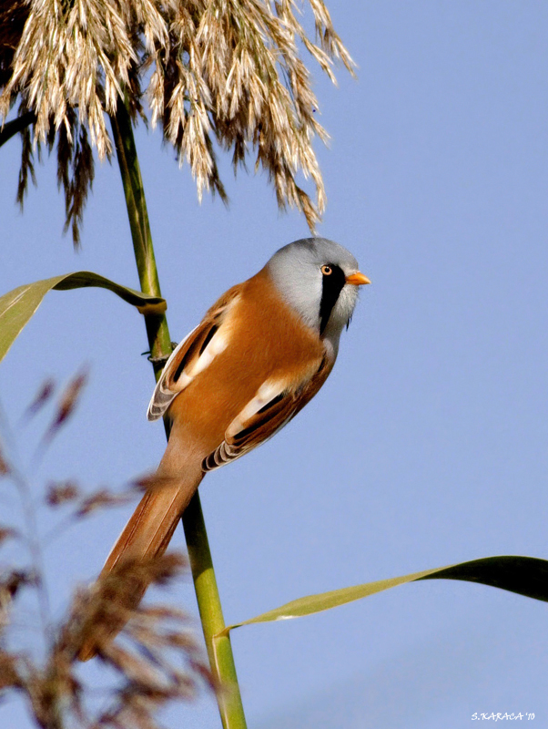 Bearded Reedling