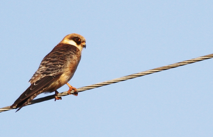 Red-footed Falcon