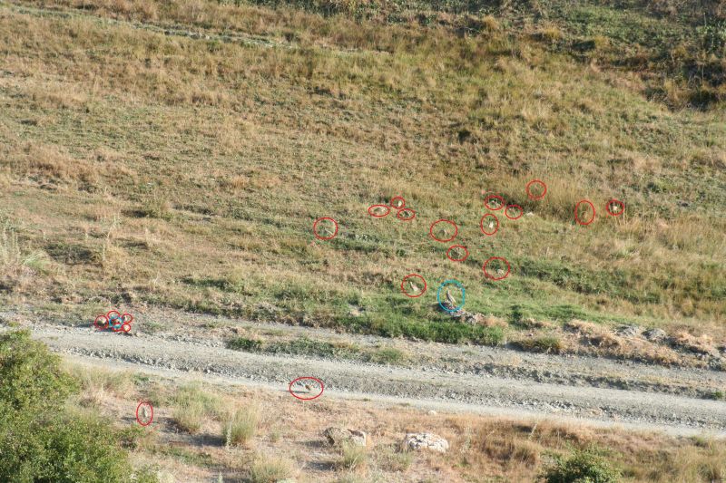 Chukar Partridge