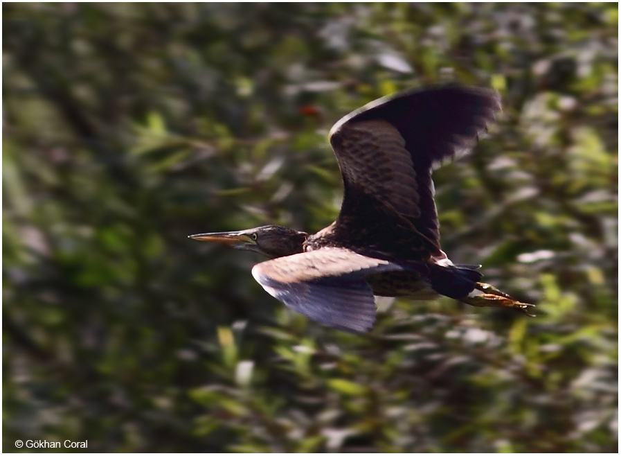 Little Bittern