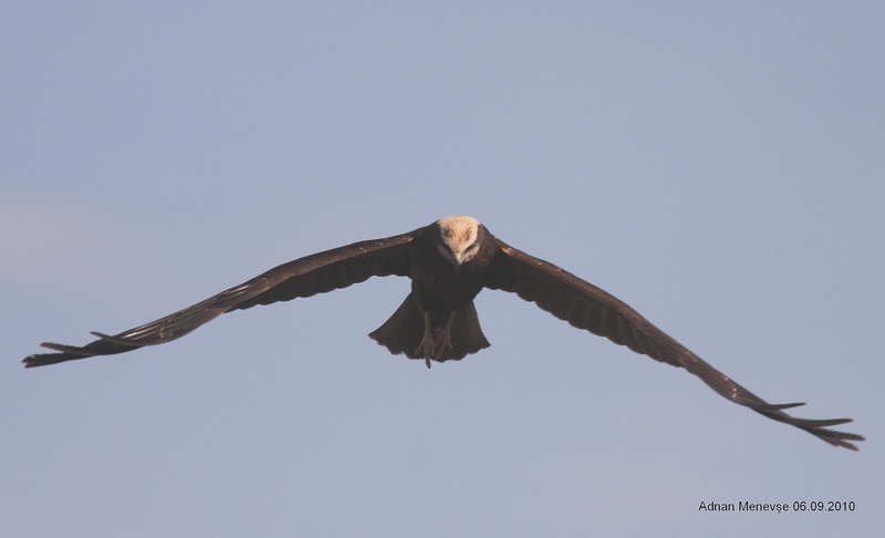Western Marsh Harrier