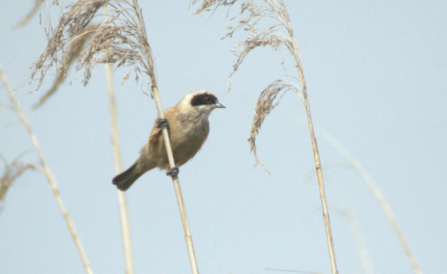 Eurasian Penduline Tit