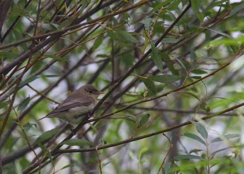 Icterine Warbler
