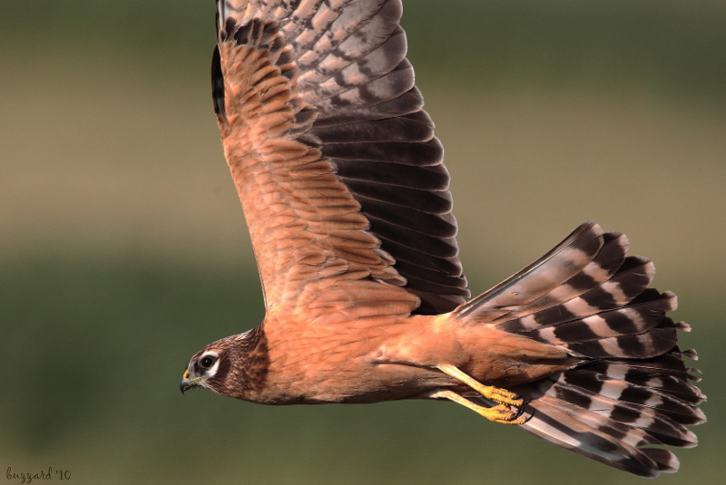 Montagu`s Harrier