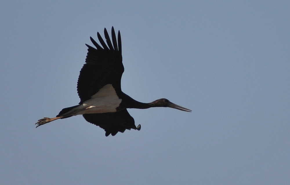 Black Stork