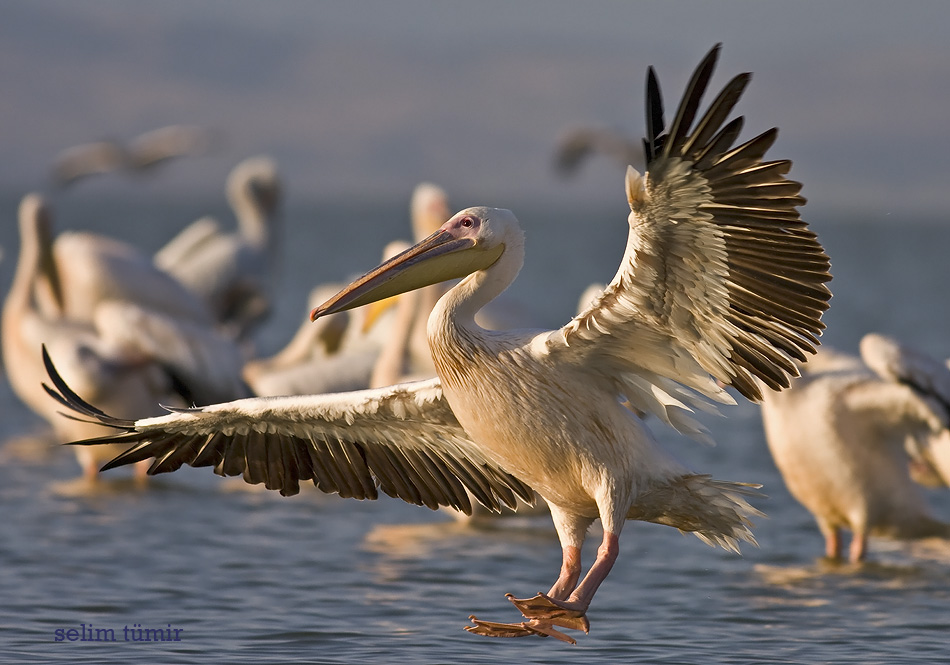 Great White Pelican