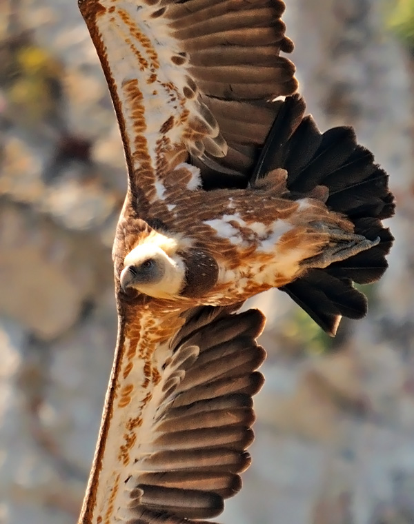 Griffon Vulture