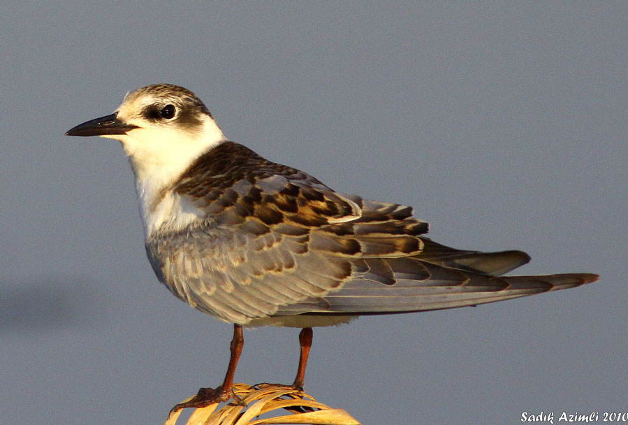 Whiskered Tern