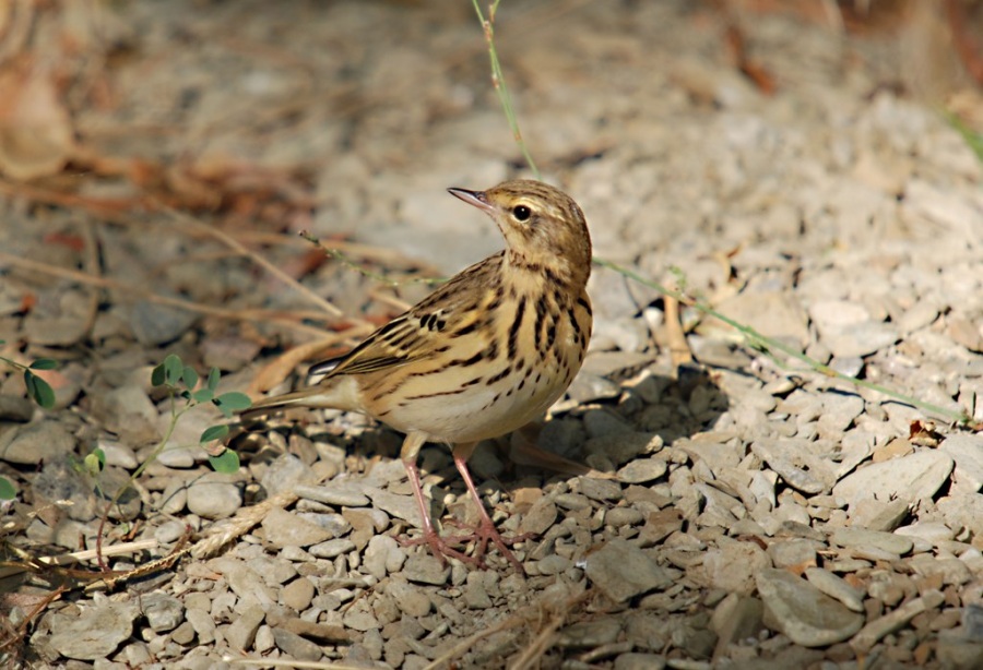 Tree Pipit