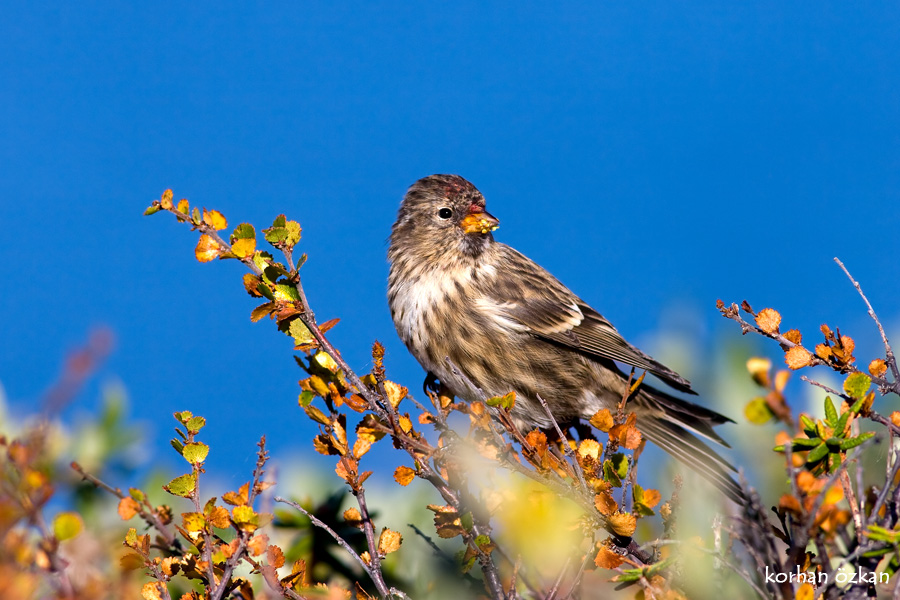 Redpoll
