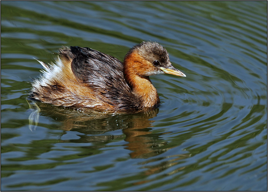 Little Grebe
