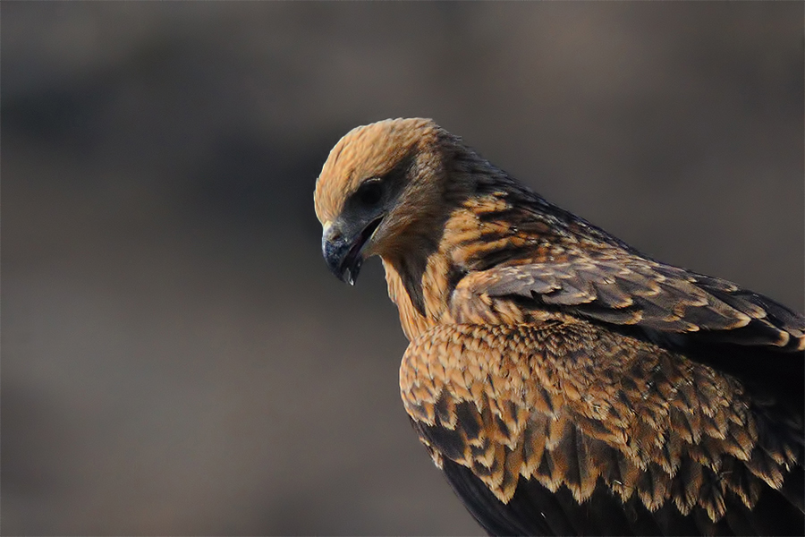 Black Kite