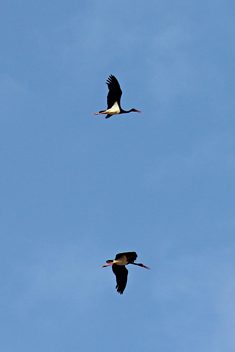 Black Stork