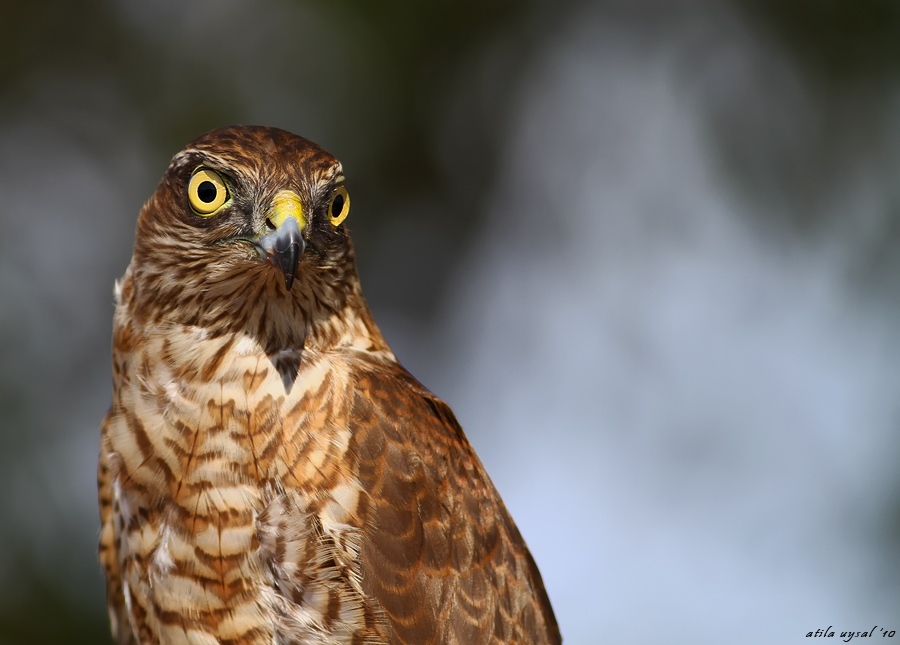 Eurasian Sparrowhawk
