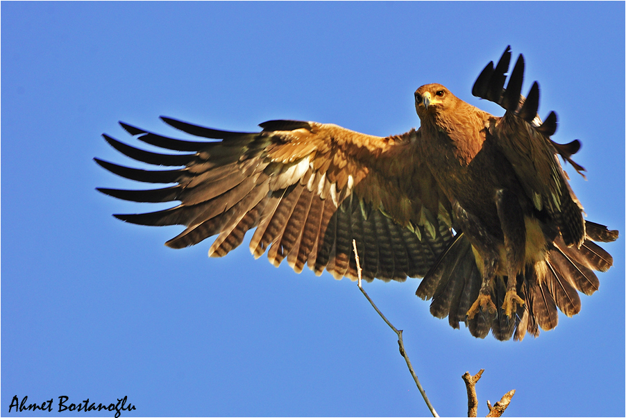 Lesser Spotted Eagle