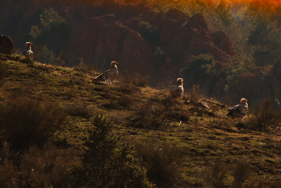 Egyptian Vulture