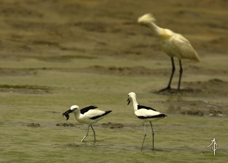 Crab-plover